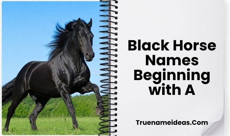 Black Horse Names Beginning with A