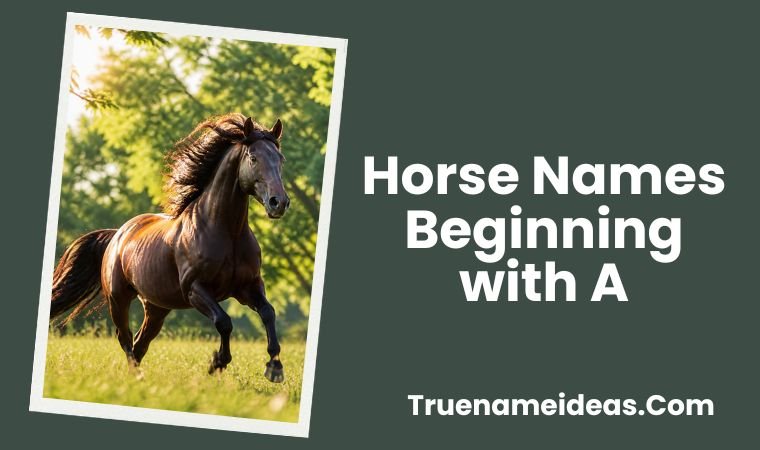 Horse Names Beginning with A